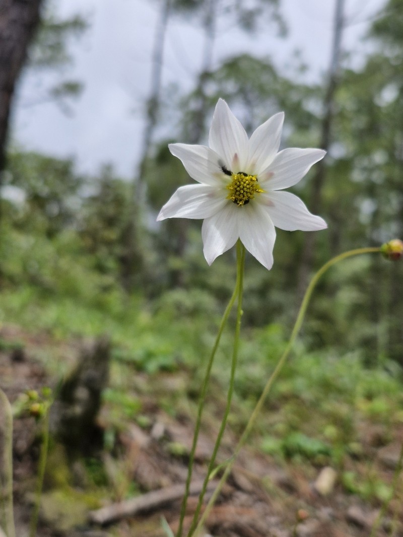 Cosmos deficiens photo 2