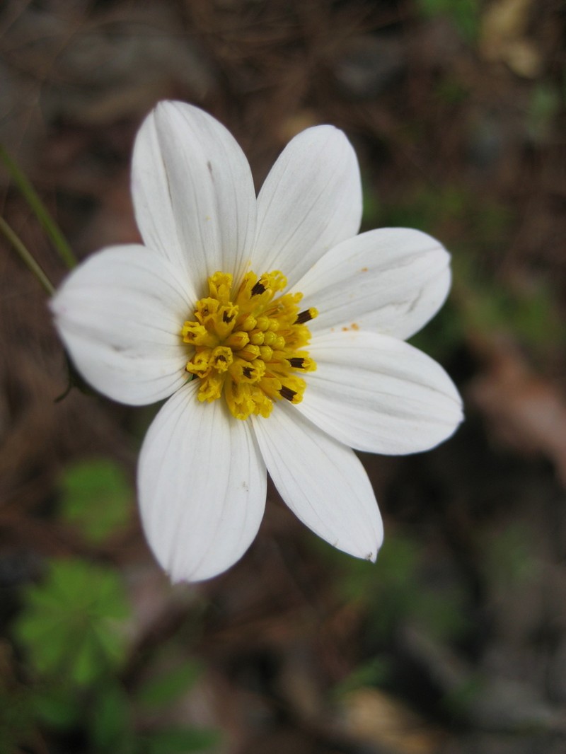 Cosmos deficiens photo 3