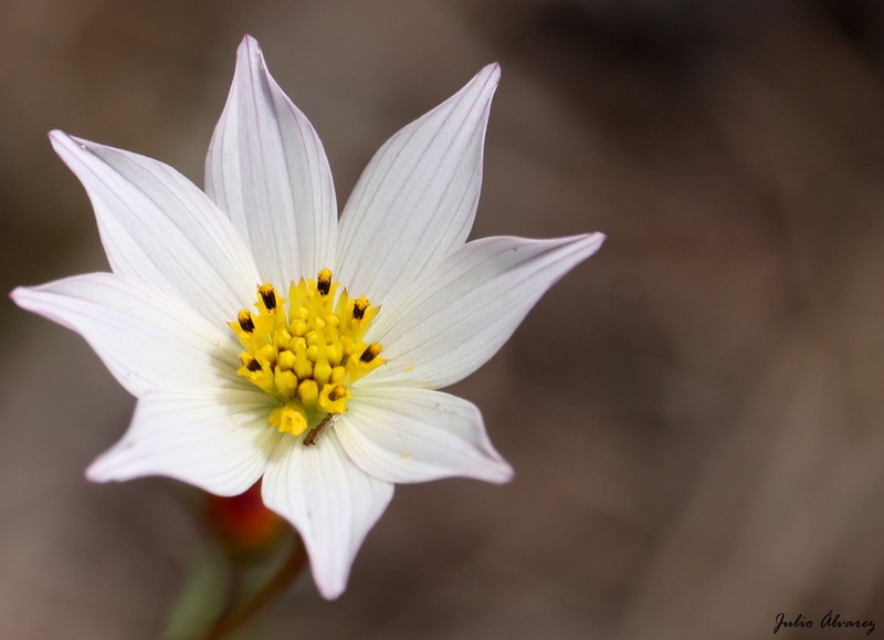 Cosmos deficiens photo 4