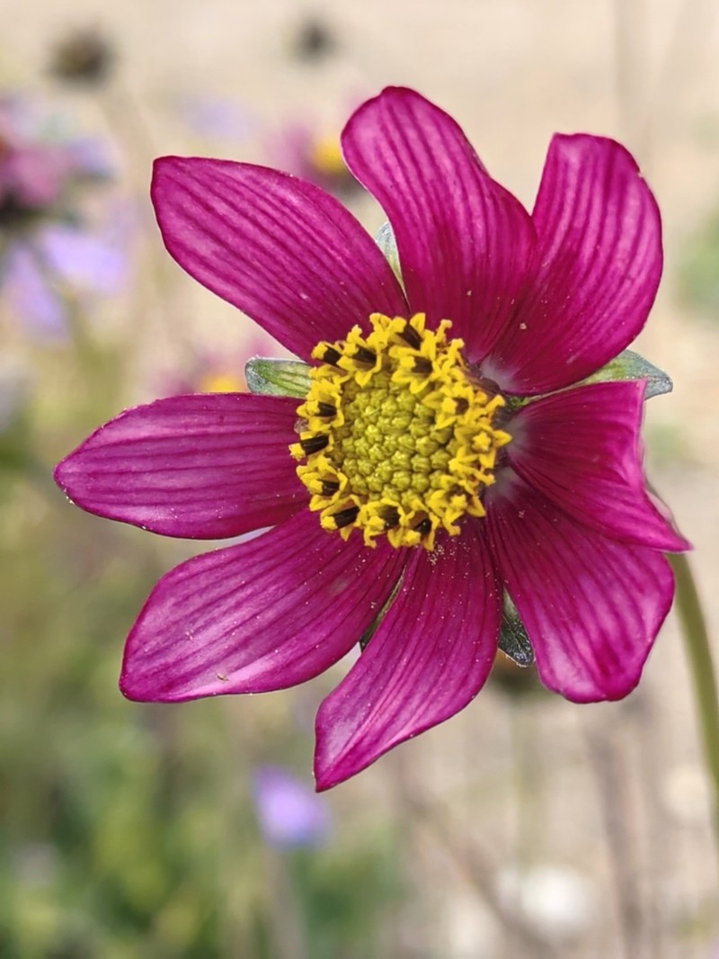 Cosmos diversifolius