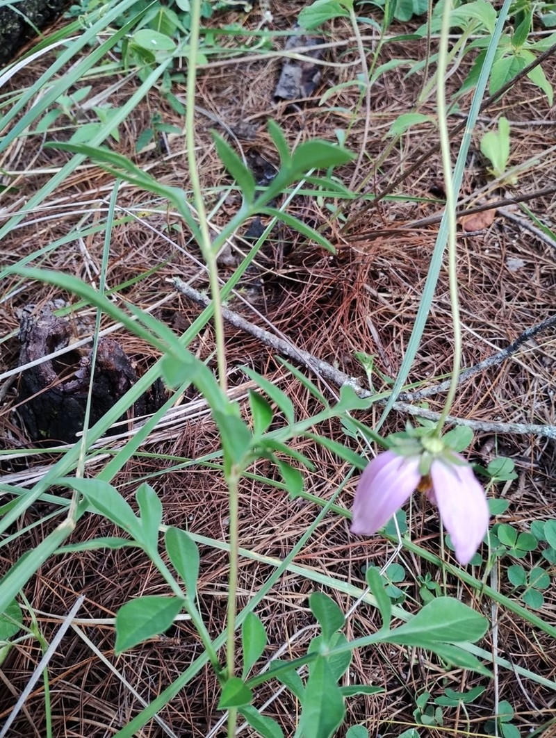 Cosmos diversifolius photo 2