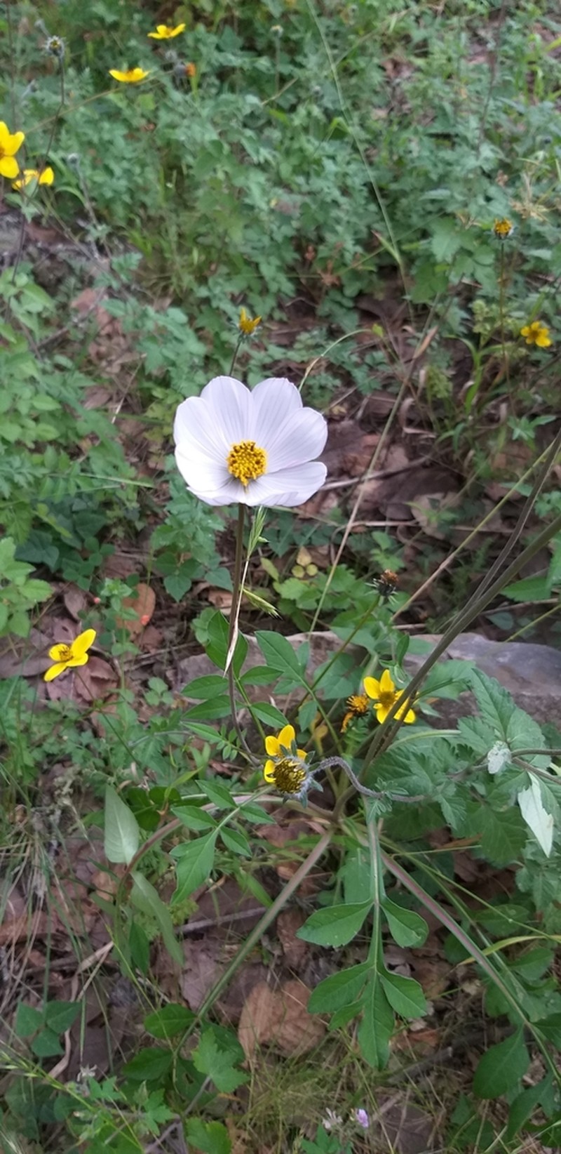 Cosmos diversifolius photo 3