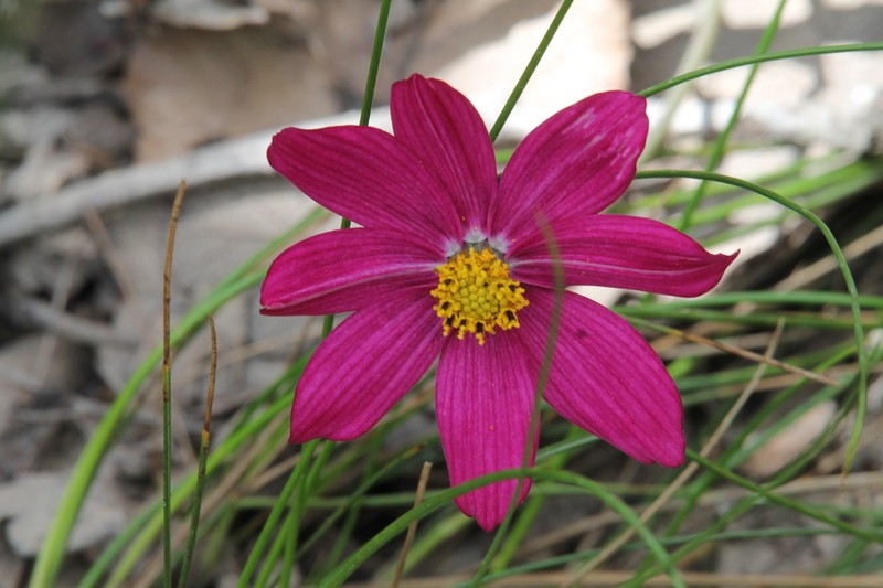 Cosmos diversifolius photo 4