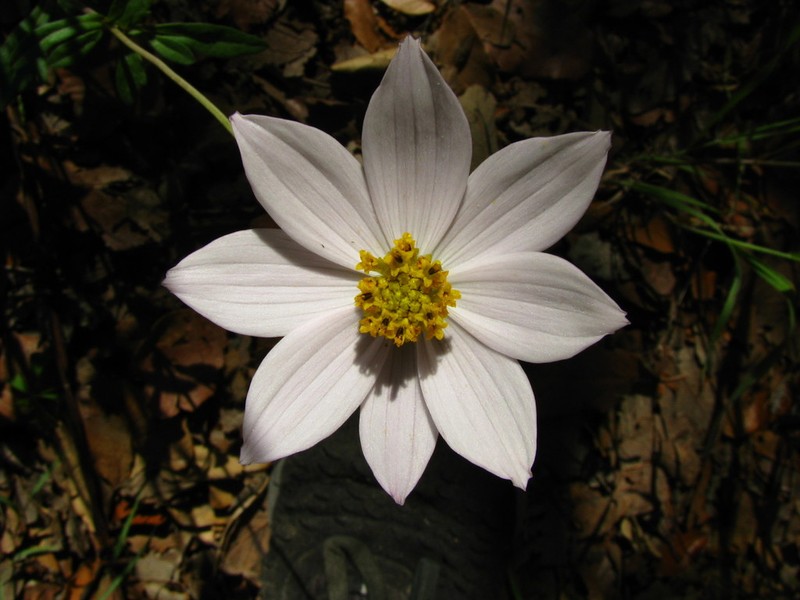 Cosmos diversifolius photo 5