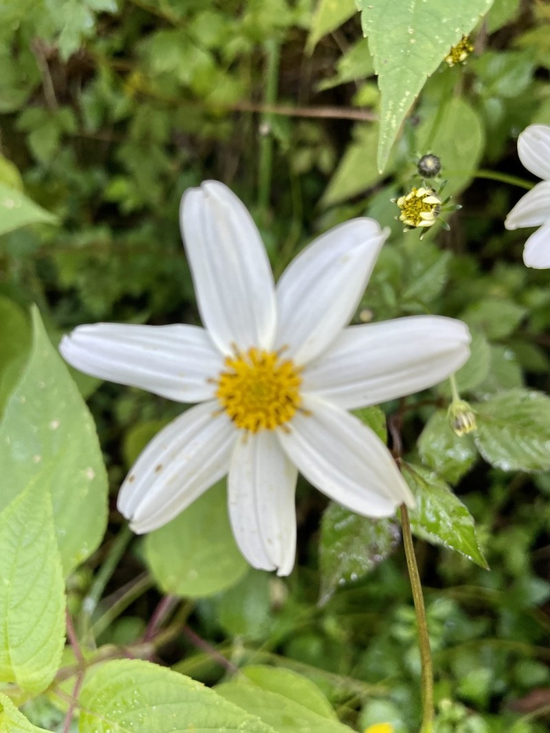 Cosmos diversifolius photo 6