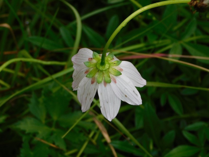Cosmos diversifolius photo 7