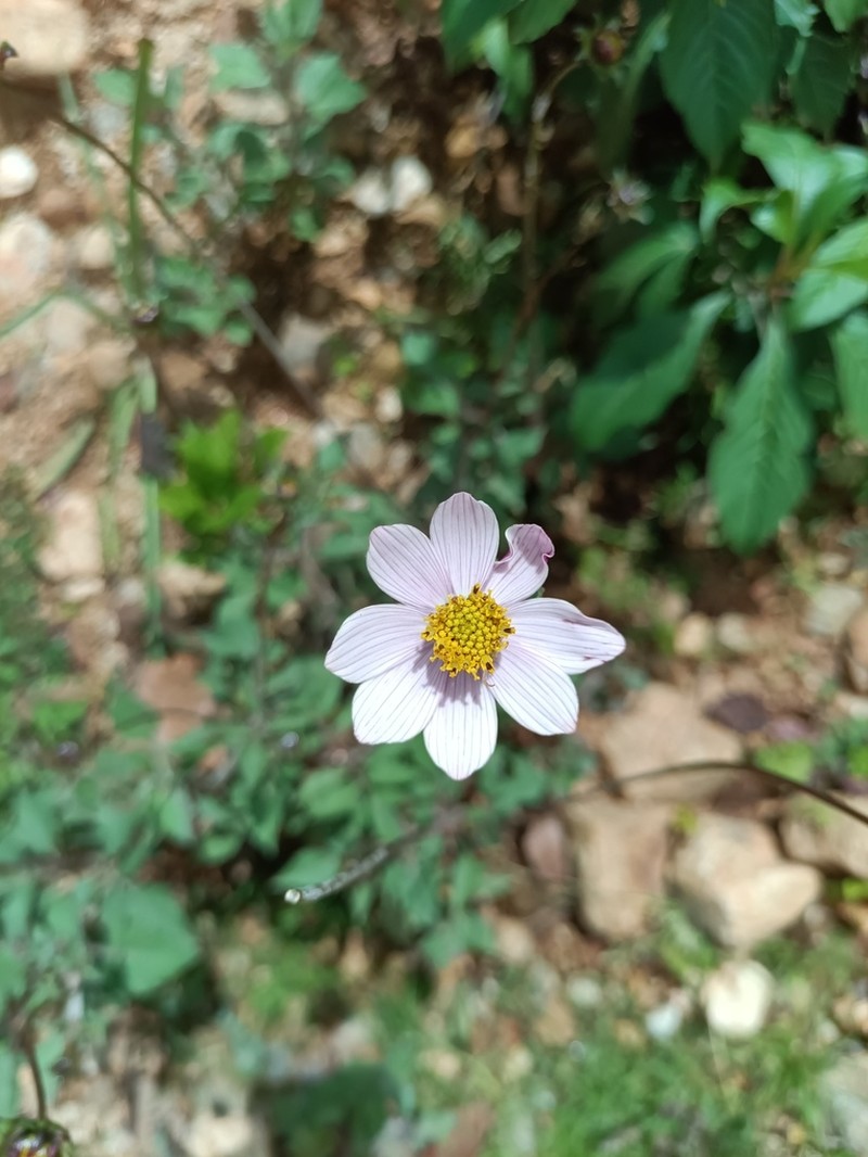 Cosmos diversifolius photo 8