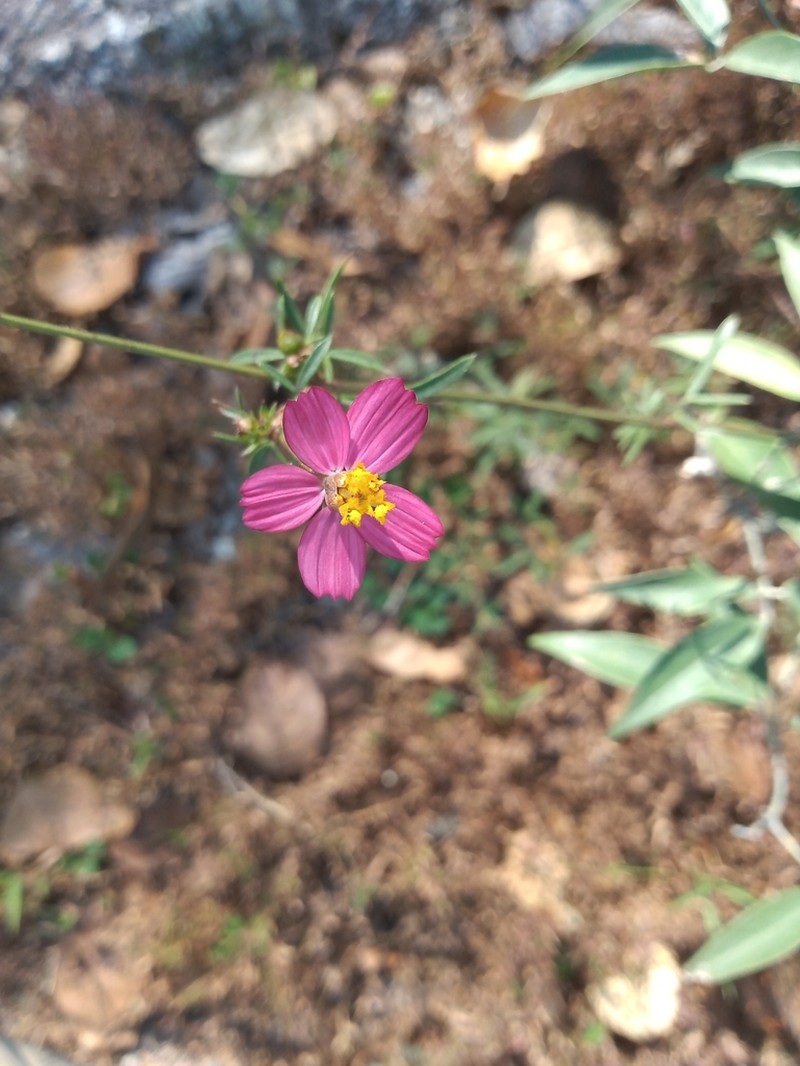 Cosmos intercedens