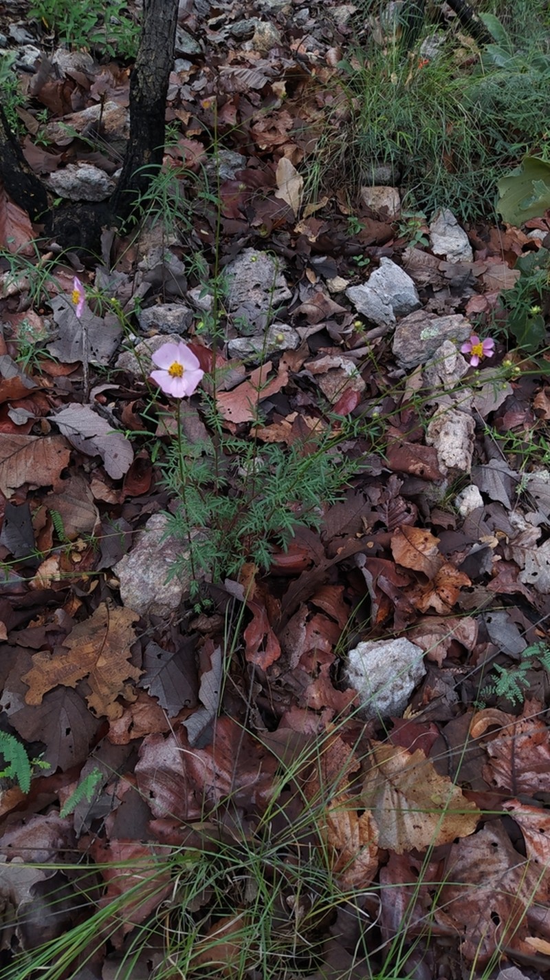 Cosmos intercedens photo 2