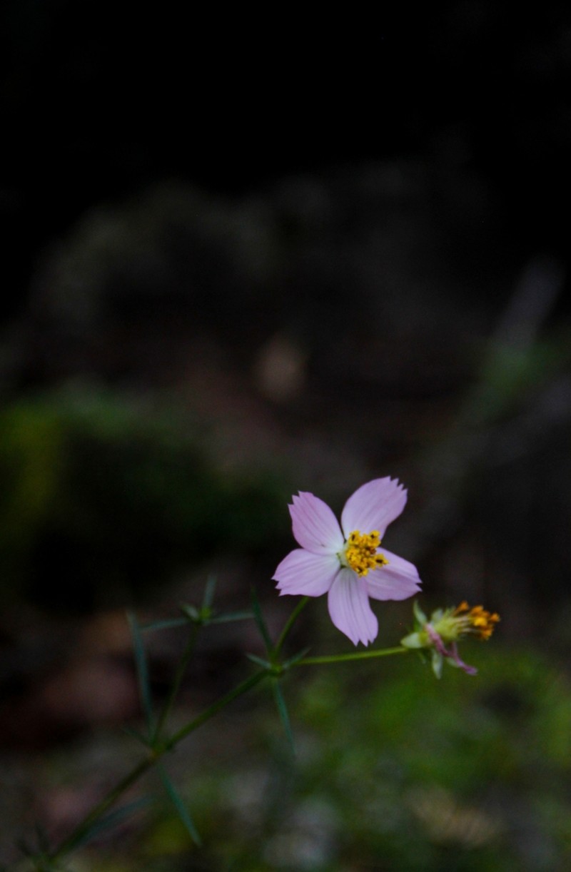 Cosmos intercedens photo 3