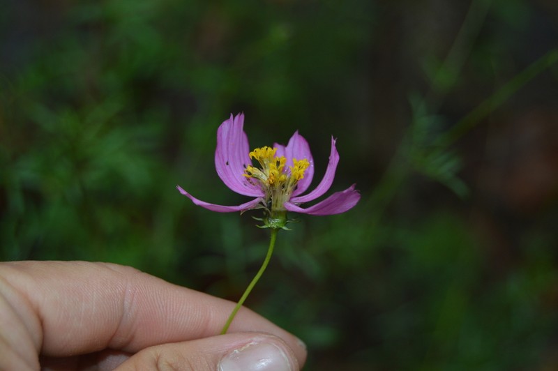 Cosmos intercedens photo 4