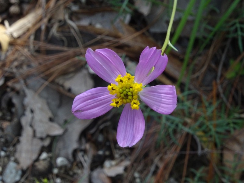 Cosmos intercedens photo 5