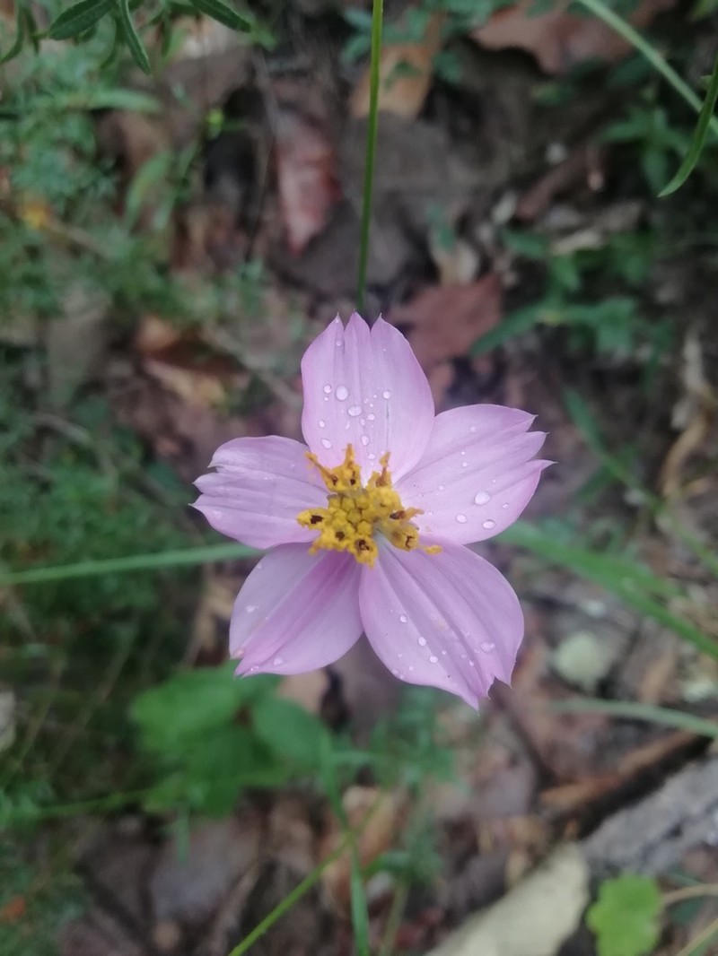 Cosmos intercedens photo 6