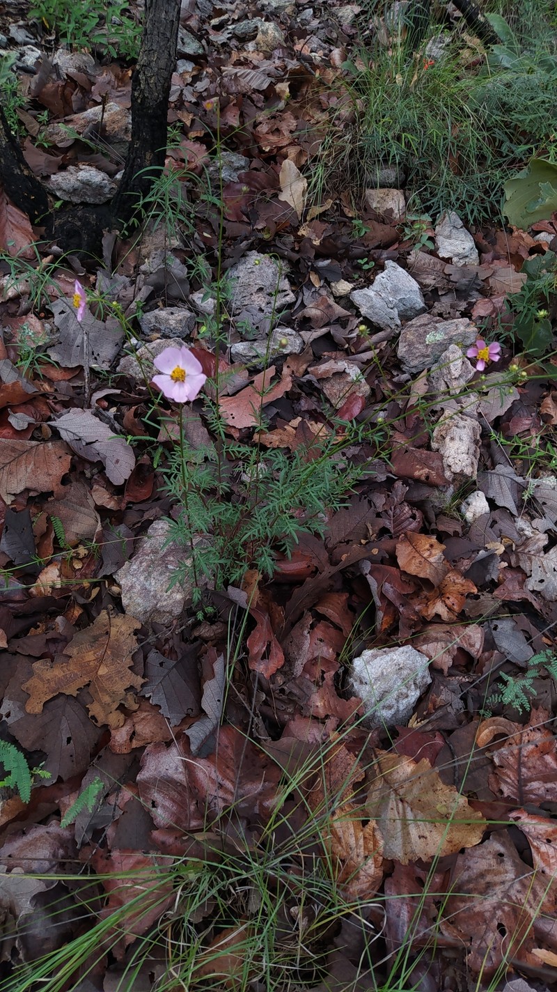 Cosmos intercedens photo 8