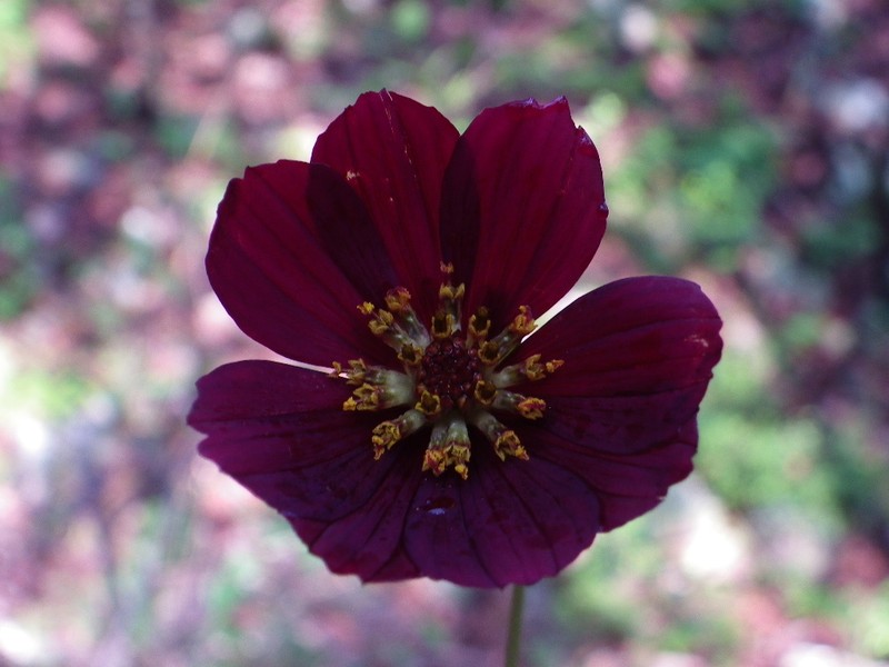 Cosmos jaliscensis photo 3