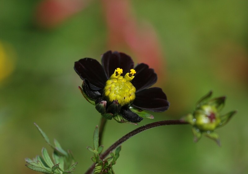Cosmos juxtlahuacensis photo 3