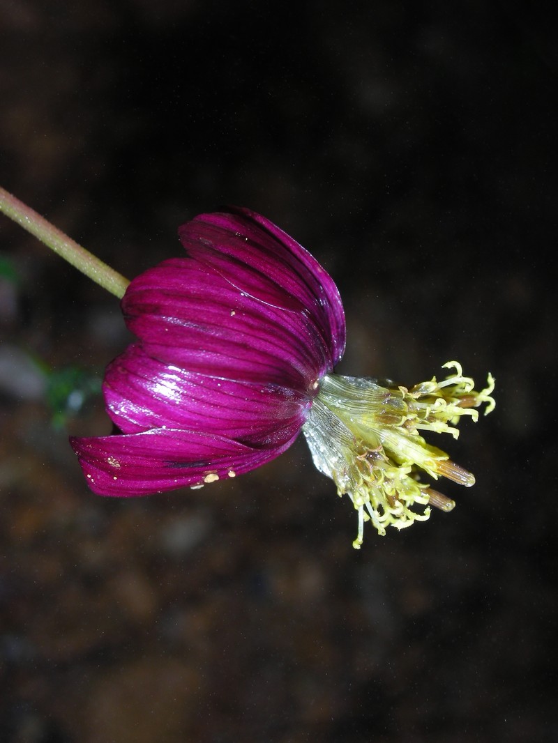 Cosmos juxtlahuacensis photo 5