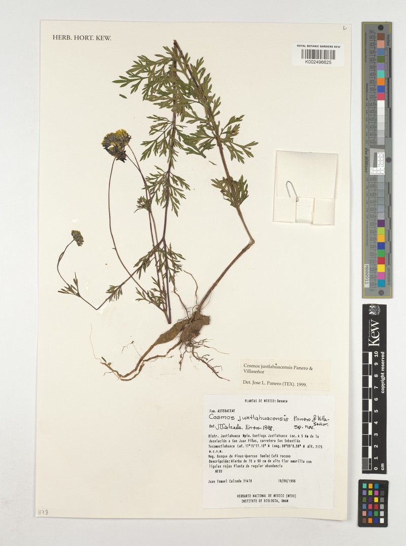 Cosmos juxtlahuacensis photo 6