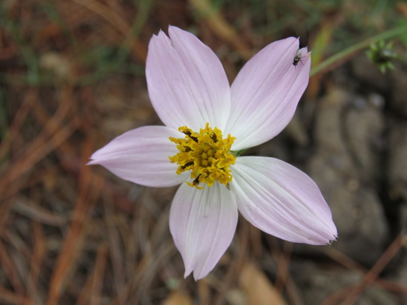 Cosmos landii photo 2