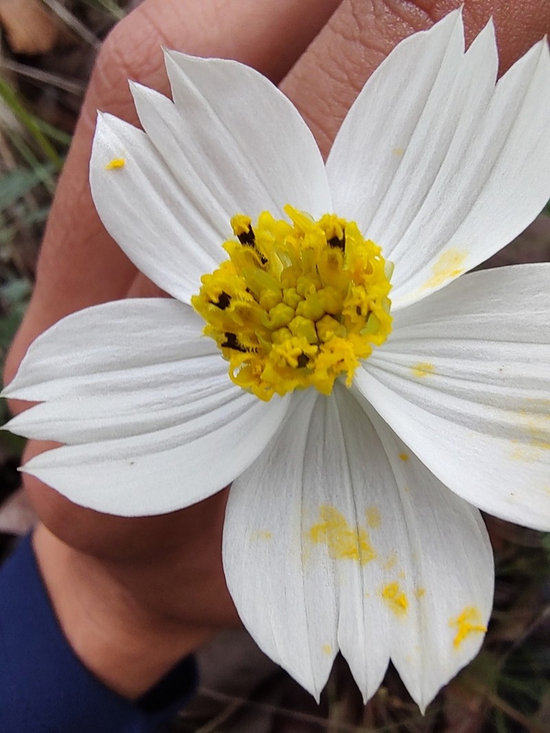 Cosmos landii photo 3
