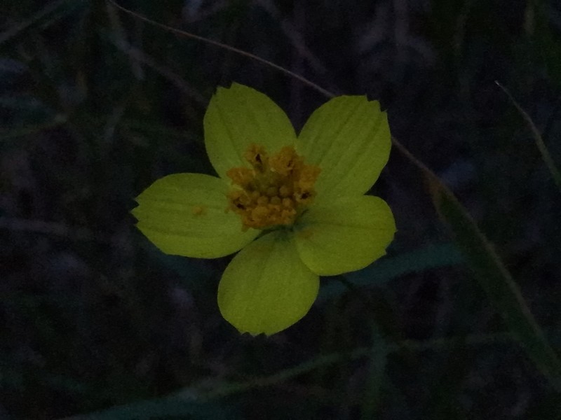 Cosmos landii photo 4