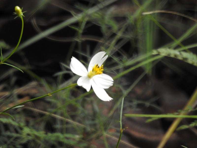 Cosmos landii photo 5