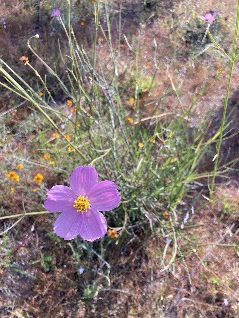 Cosmos landii photo 6