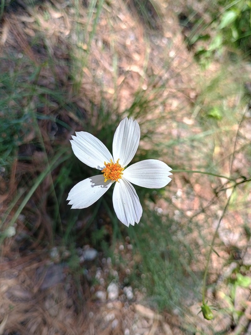 Cosmos landii photo 7