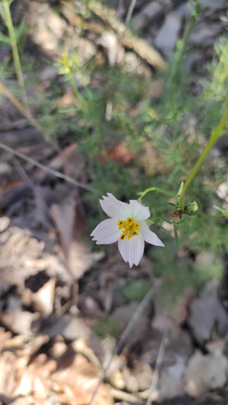 Cosmos landii var. achalconensis photo 2