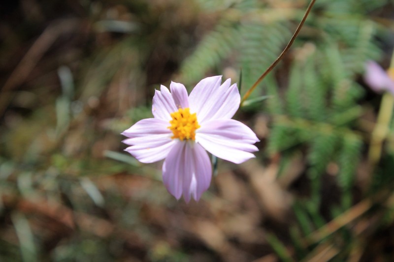 Cosmos landii var. achalconensis photo 3