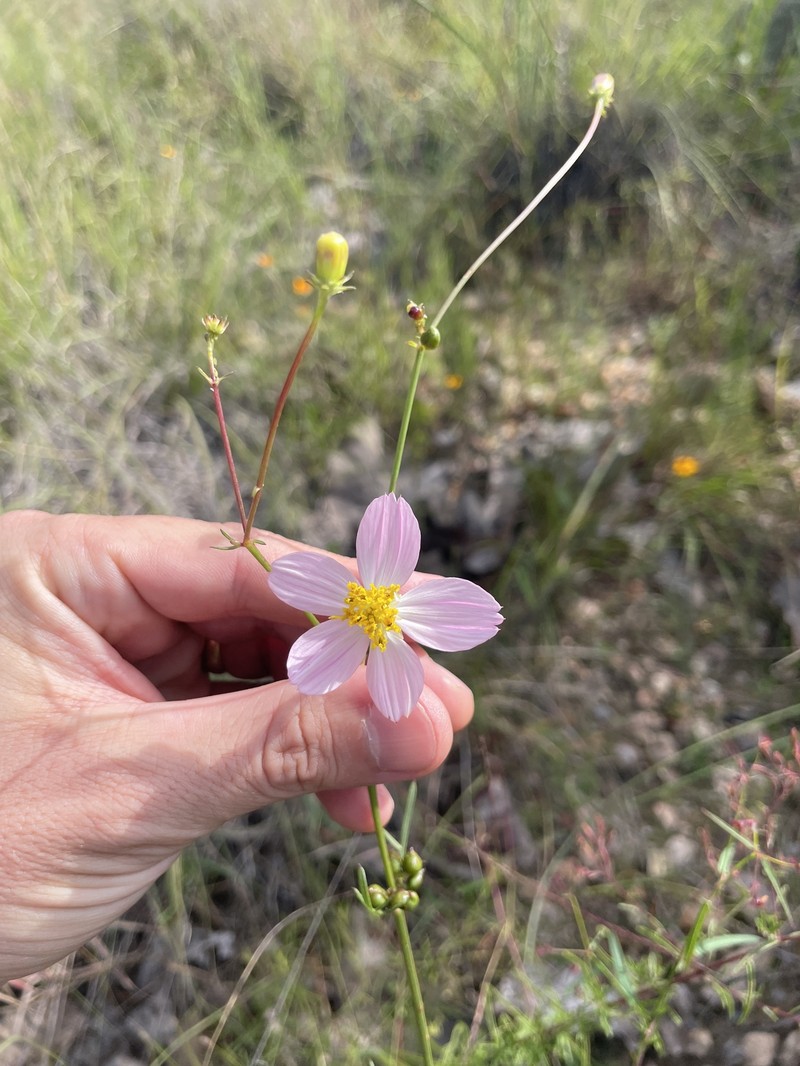 Cosmos landii var. achalconensis photo 4