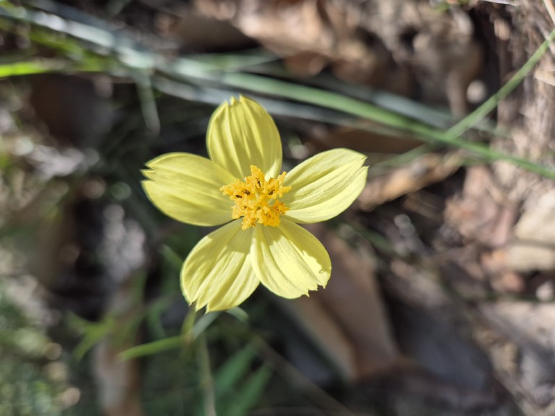 Cosmos landii var. landii