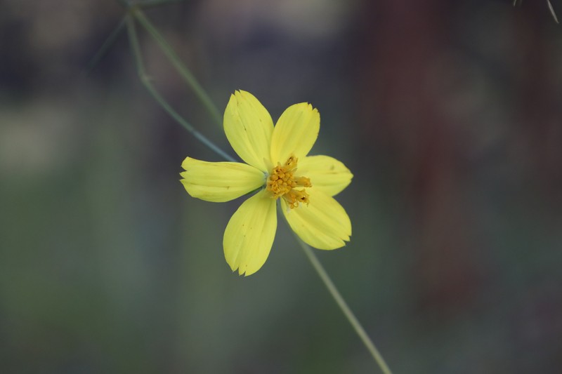 Cosmos landii var. landii photo 3