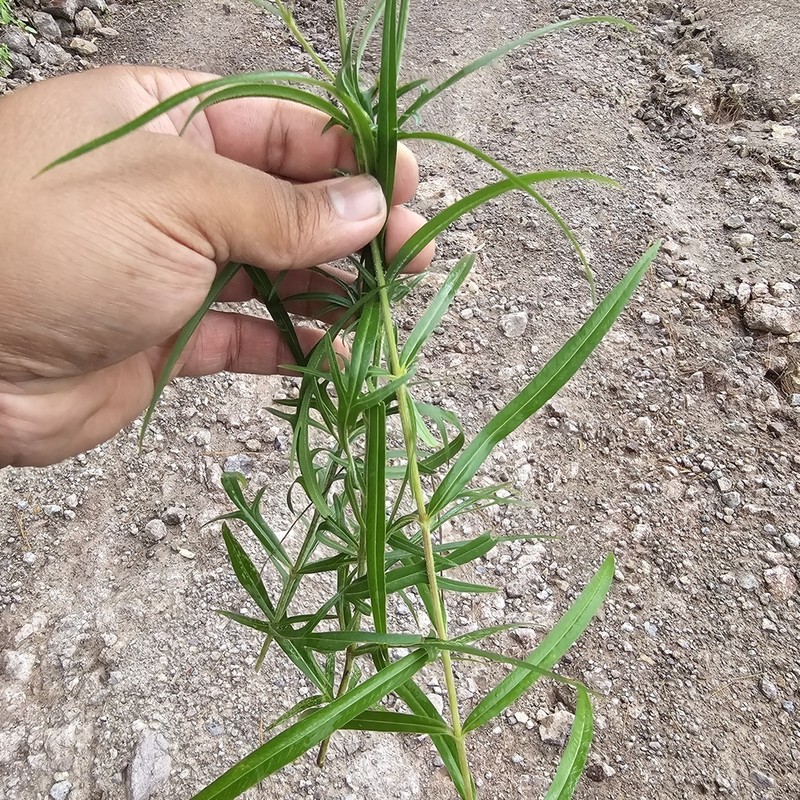 Cosmos linearifolius