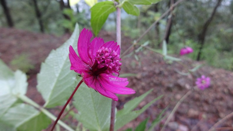 Cosmos linearifolius photo 2