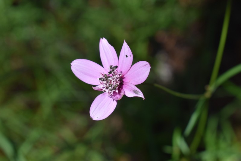 Cosmos linearifolius photo 3