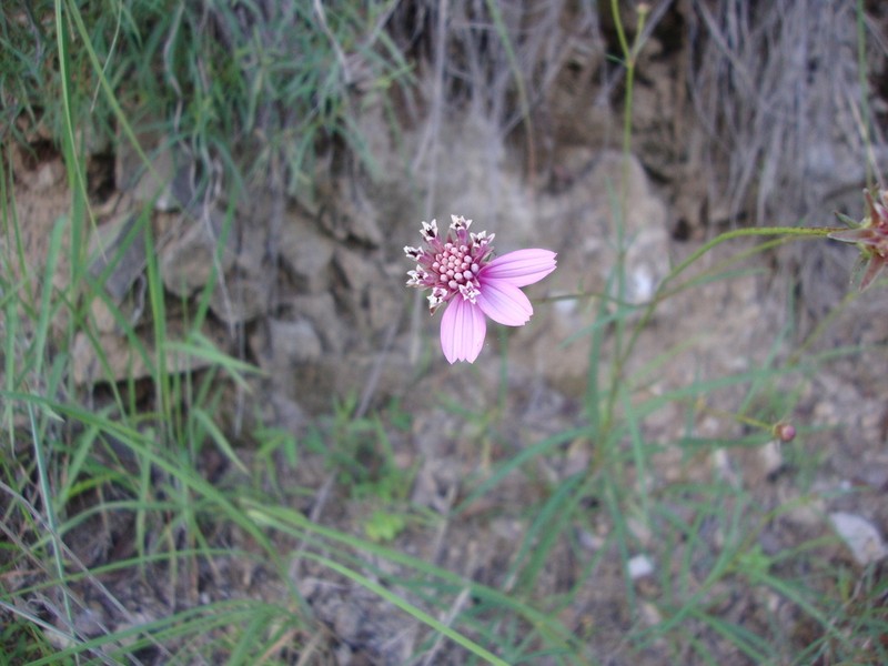 Cosmos linearifolius photo 5