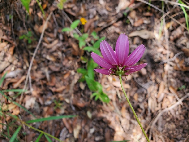 Cosmos linearifolius photo 6