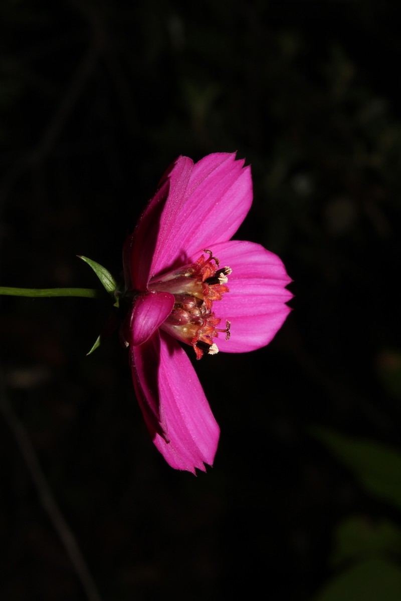 Cosmos linearifolius photo 7