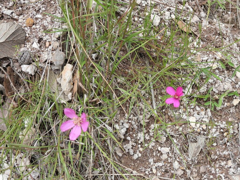 Cosmos linearifolius photo 8