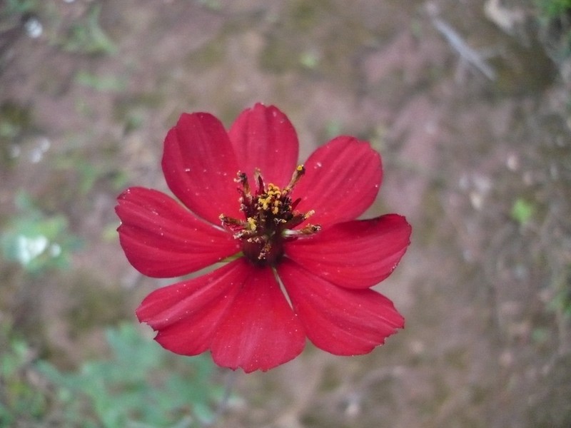Cosmos mattfeldii