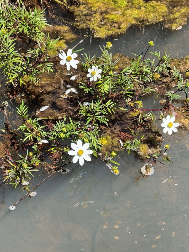 Cosmos mcvaughii