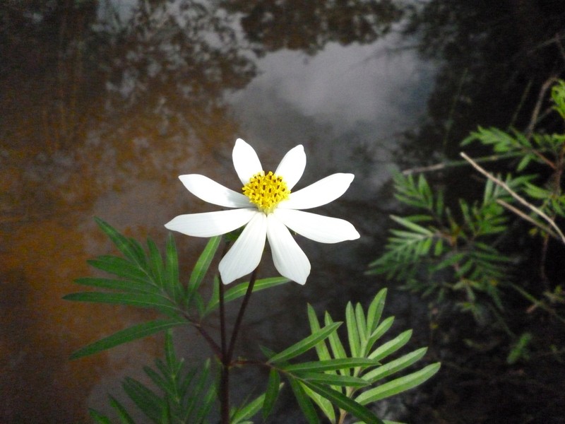 Cosmos mcvaughii photo 2