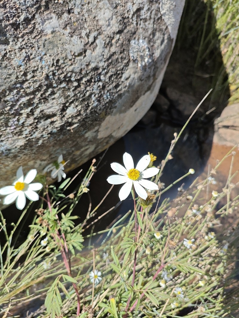 Cosmos mcvaughii photo 3