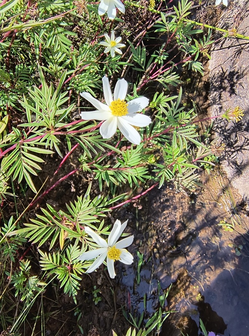 Cosmos mcvaughii photo 4