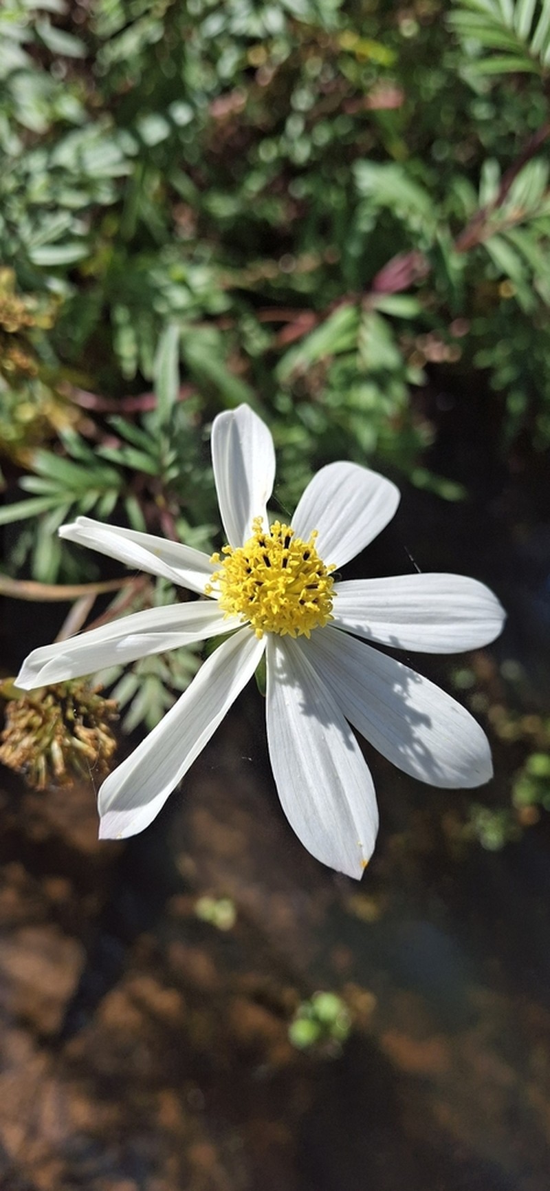 Cosmos mcvaughii photo 6
