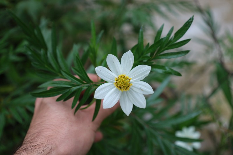 Cosmos mcvaughii photo 7