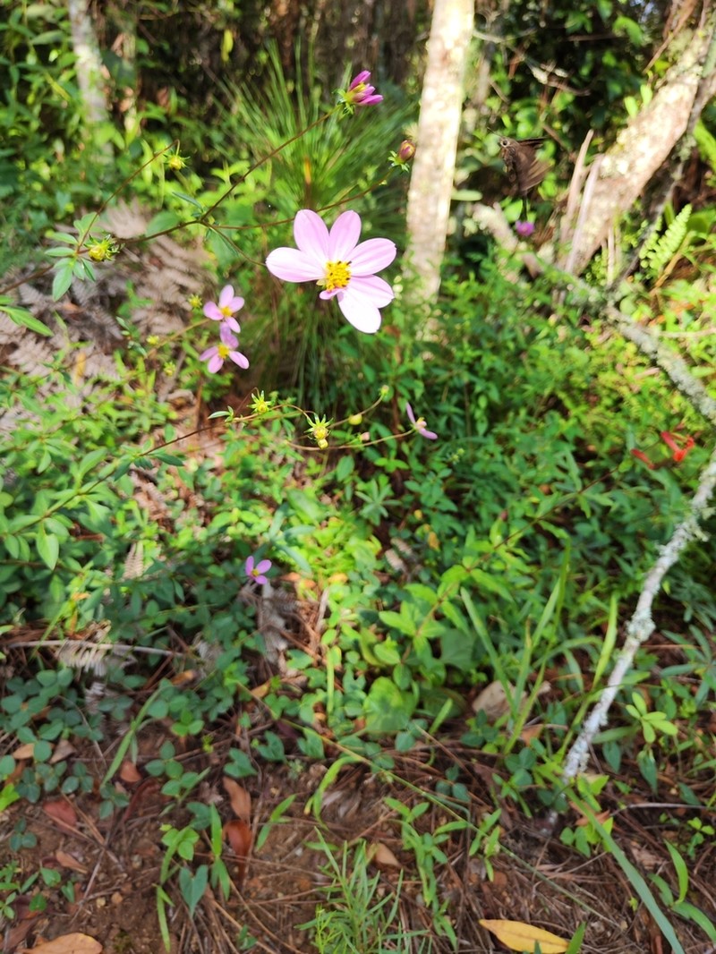 Cosmos modestus photo 3