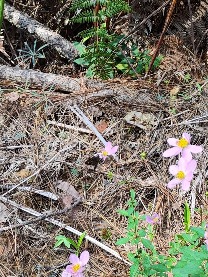 Cosmos modestus photo 4