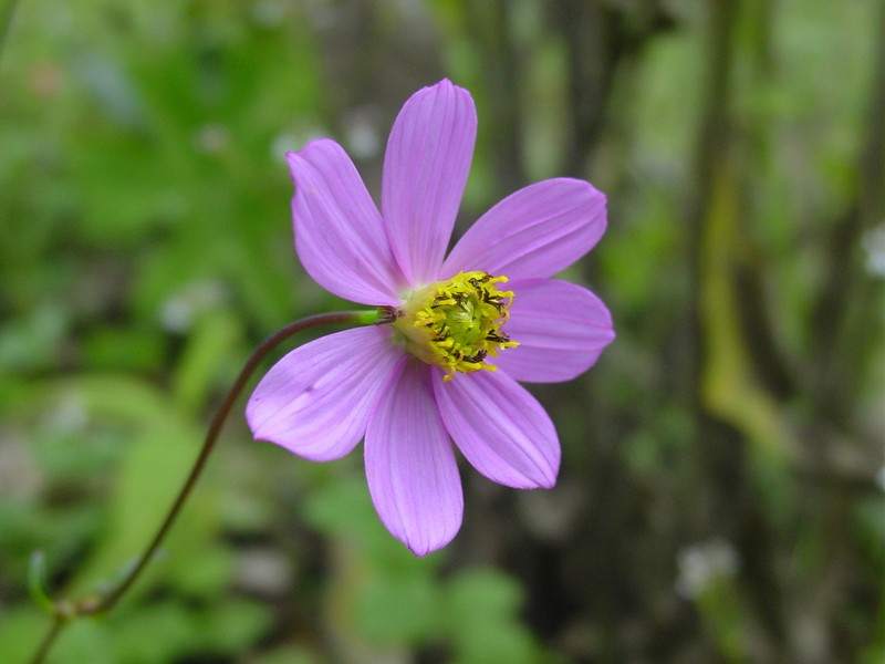 Cosmos modestus photo 5